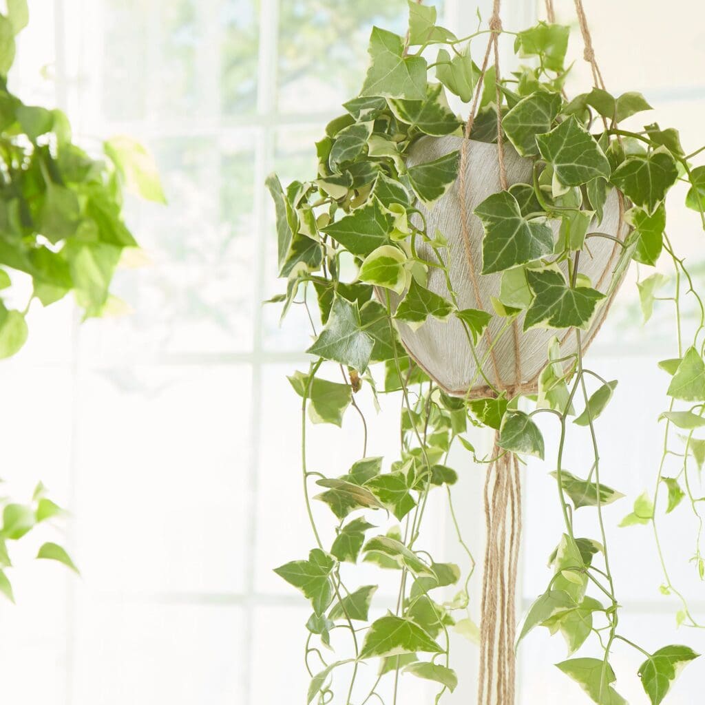 Cyan Design 08733 Decor Traditional - Miscellaneous